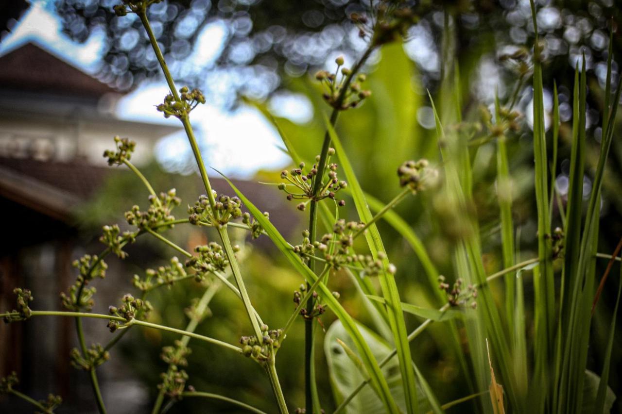 Angsoka Ubud