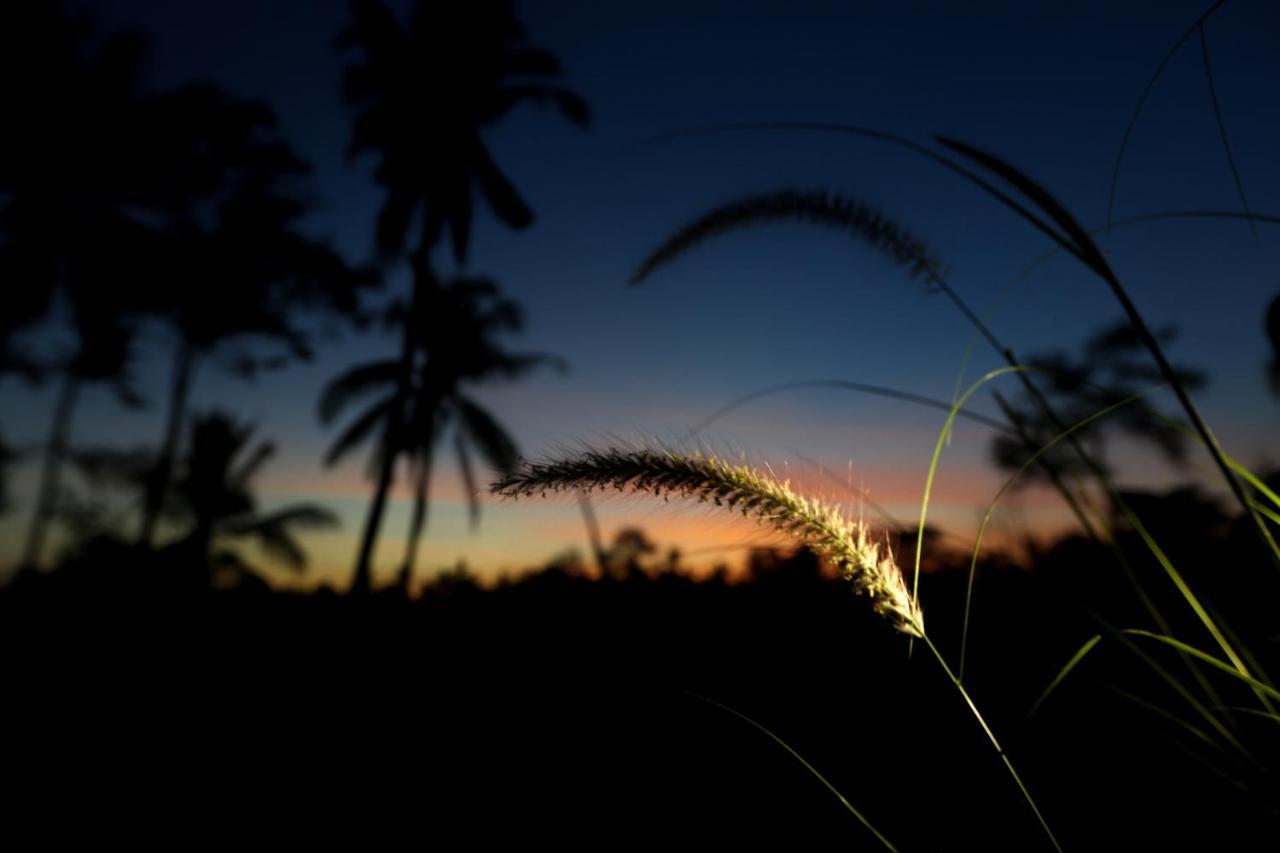 Angsoka Ubud